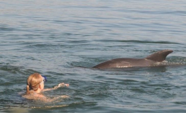  与海豚一起游泳 